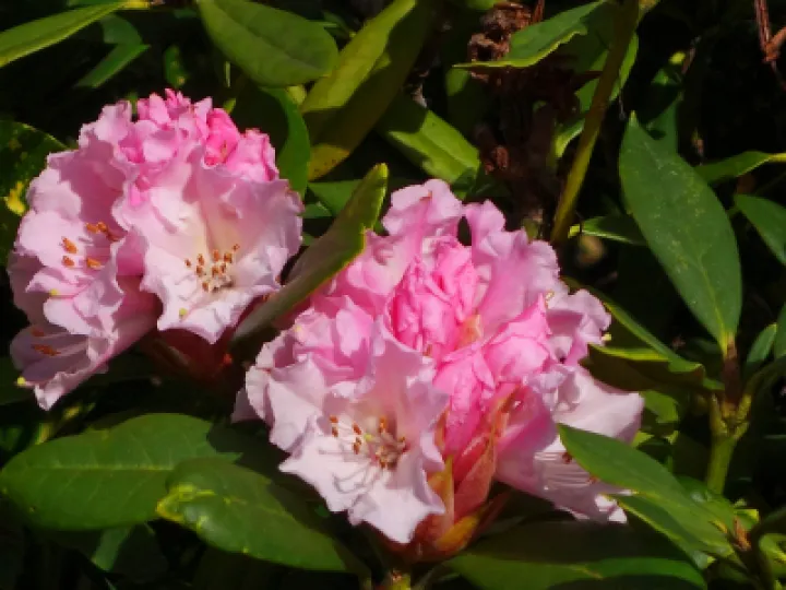 rrSigns of Spring_2_s00840