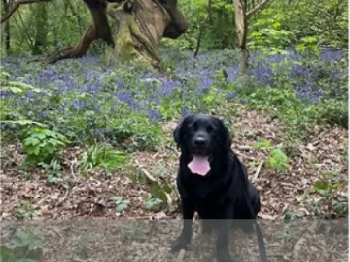 bluebell dog