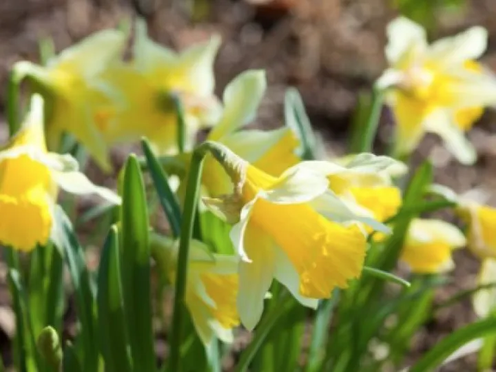 Daffodils