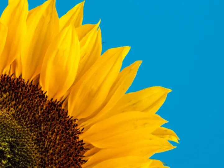 Sunflower by David Travis on Unsplash