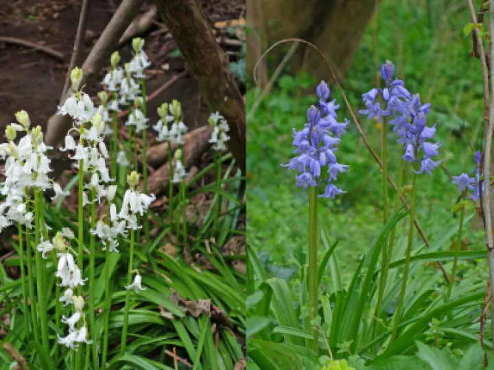 Belles White and Blue