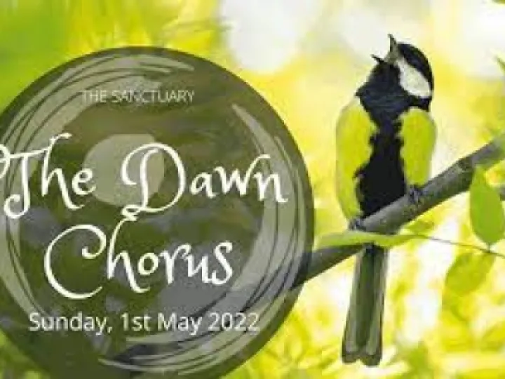 dawn chorus
