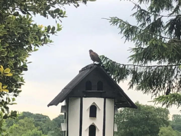 Record 123 Hawk