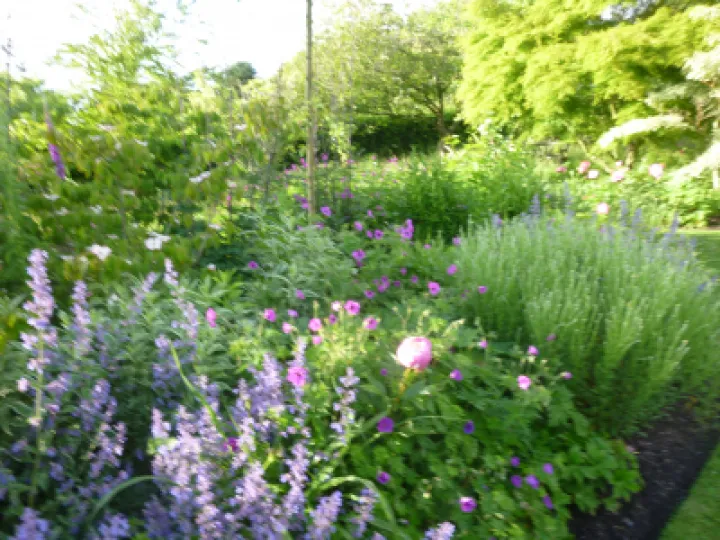 Flower Club JUne 2022 P1040152