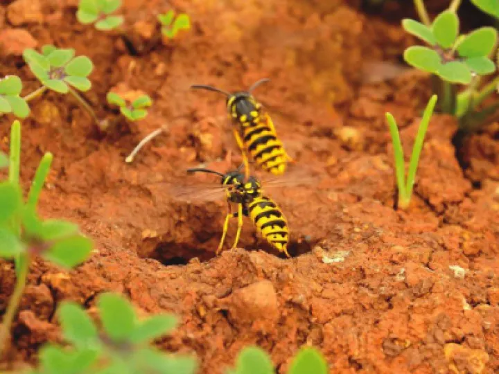 Wasps (1) p19ghg1f5jsuio3vnfi15i31s546-jpg-optimal