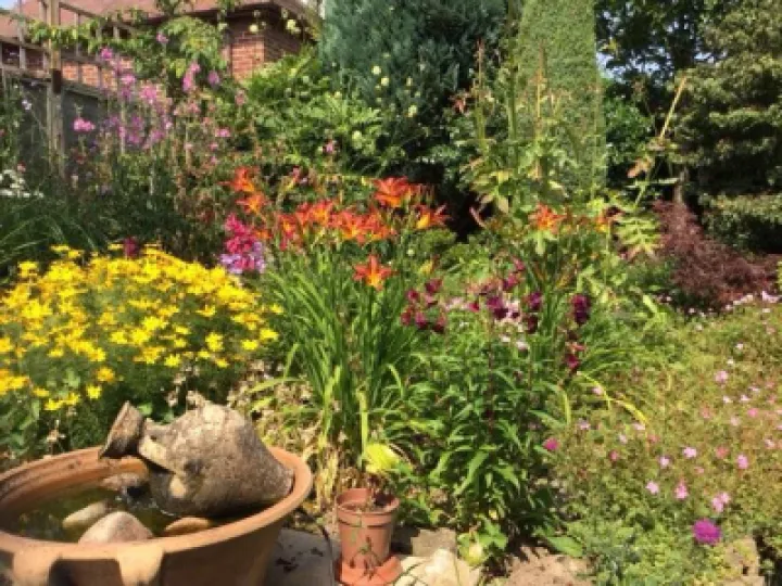 Lilies, Daisies, Crocosmia