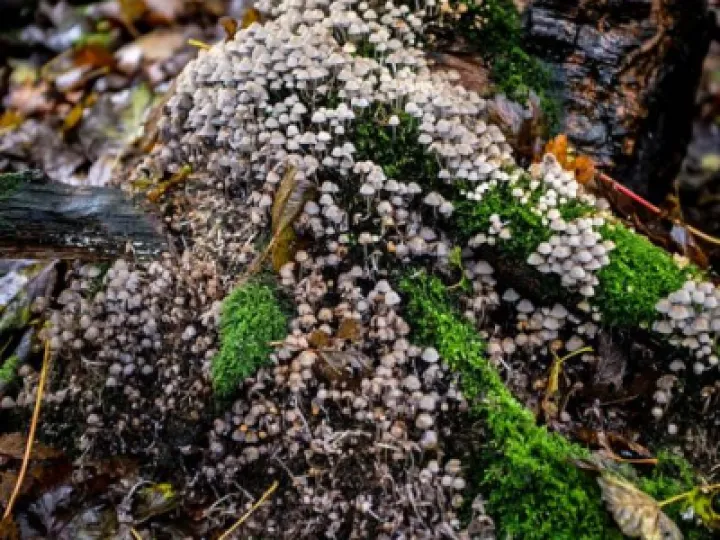 fungal-foray-13-M421498