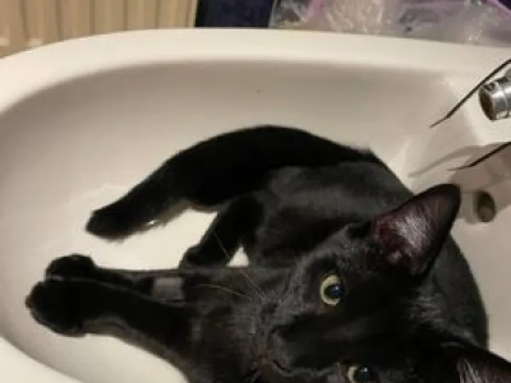 Missing Kitten Russo