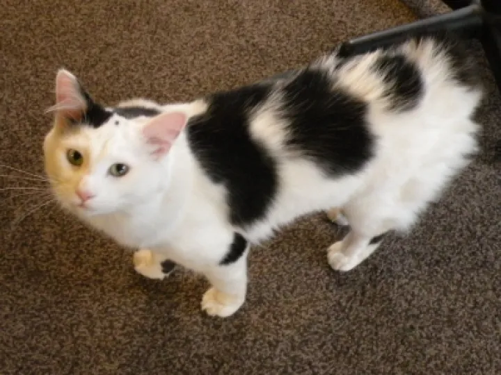 Record 172 Missing Cat Tomasz