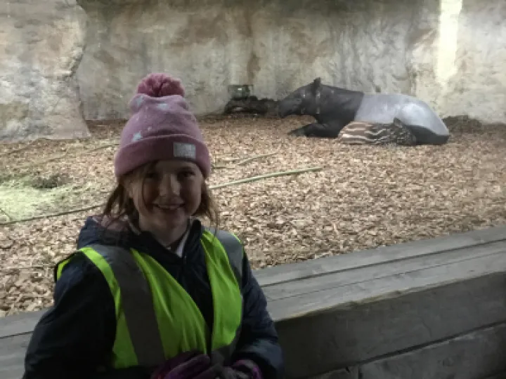 Tapir