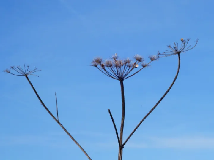 Stately Seedheads
