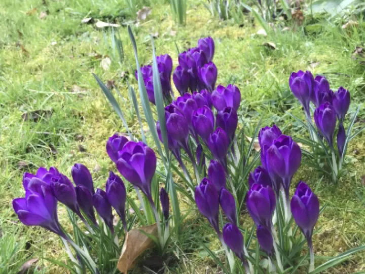 Crocus close