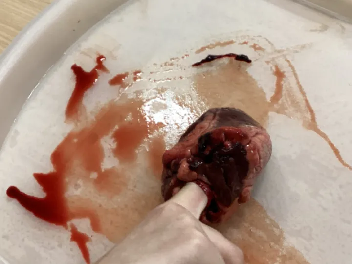 961874D9-2B80-4C1A-B8E0-9F8C954E1DE0