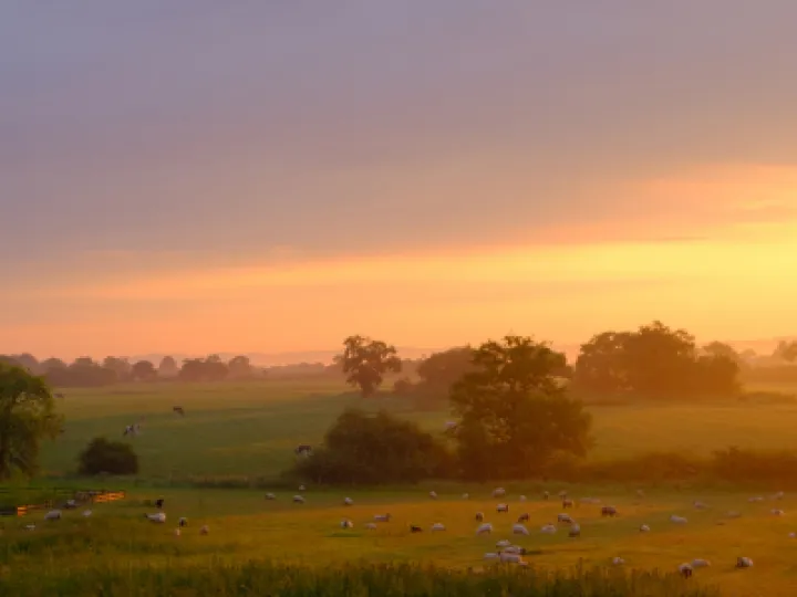 rr Golden Dawn_F3619