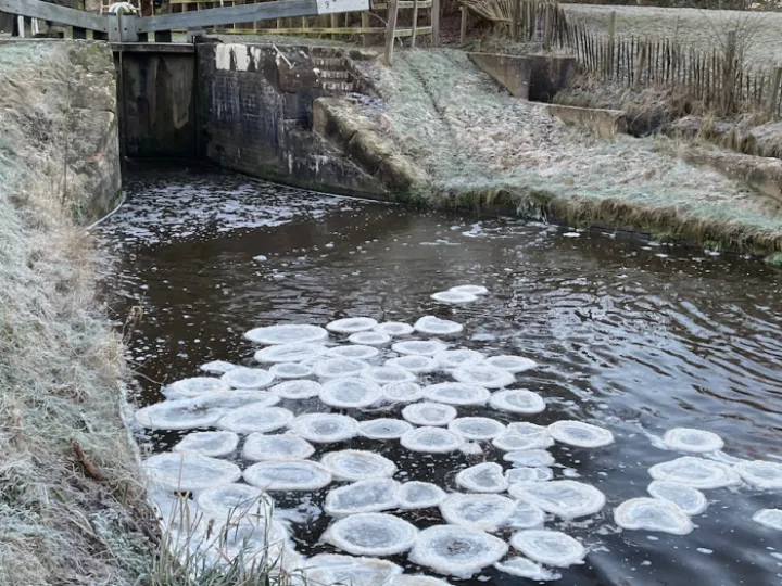 Water lilies on the canal