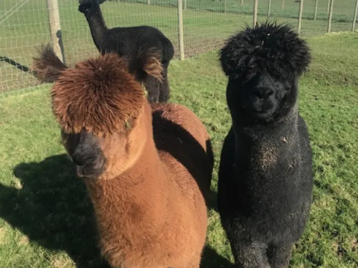 Alpaccas