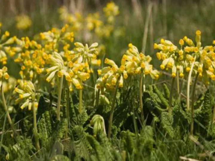 Cowslips