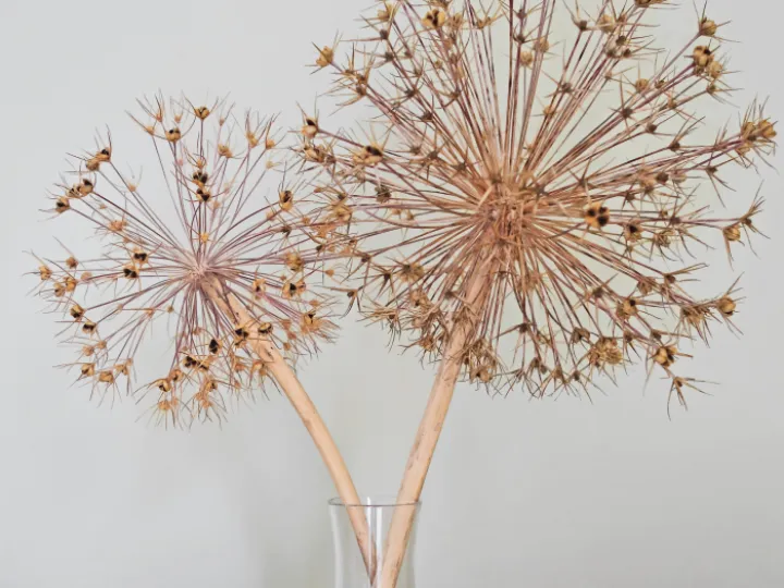 Spiky Seedheads