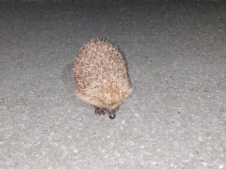 Hedgehog