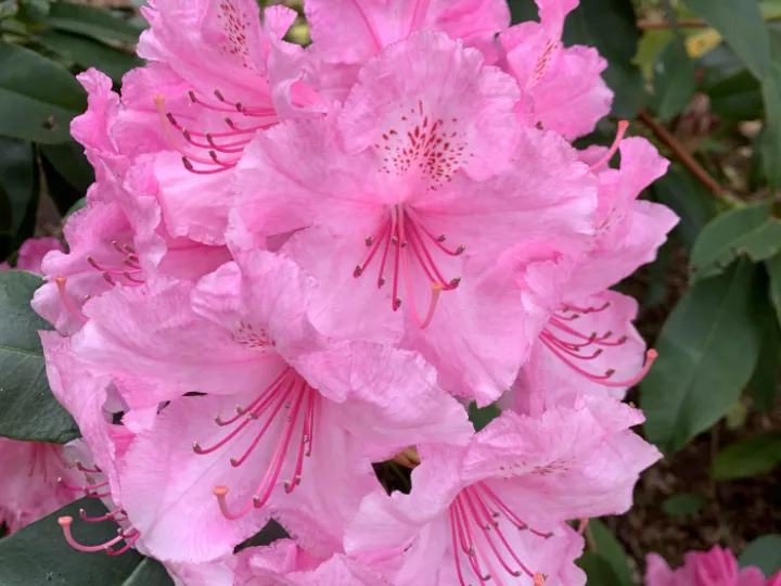 Pinkrhody