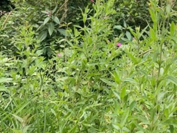 balsam