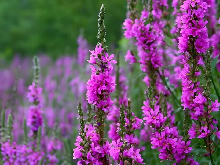 Purple Loosestrife 2
