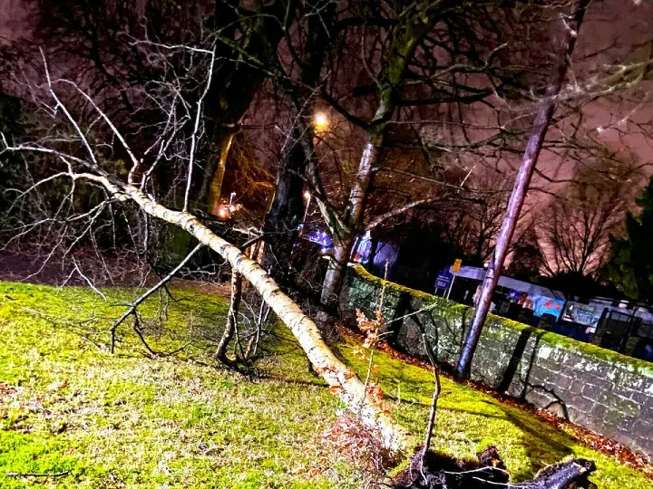 Fallen Tree