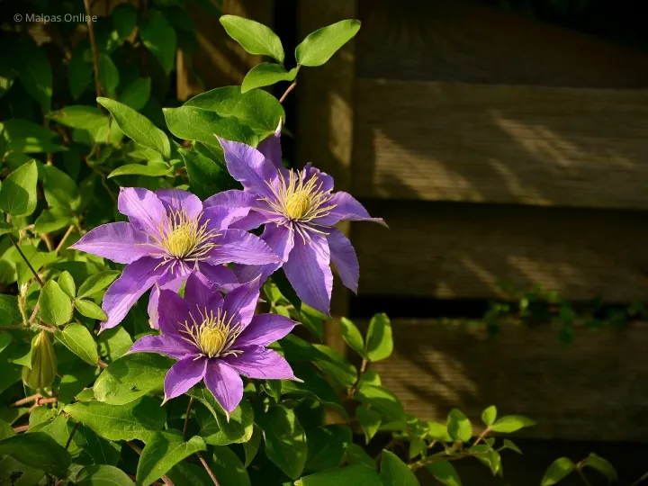 Clematis