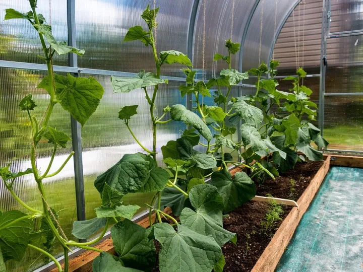 Cucumbers, bloom, the flowers of cucumbers, foliage, greenhouse, vegetables, spring, nature, bushes, village, garden, greenhouse, greenhouse, greenhouse, greenhouse, greenhouse