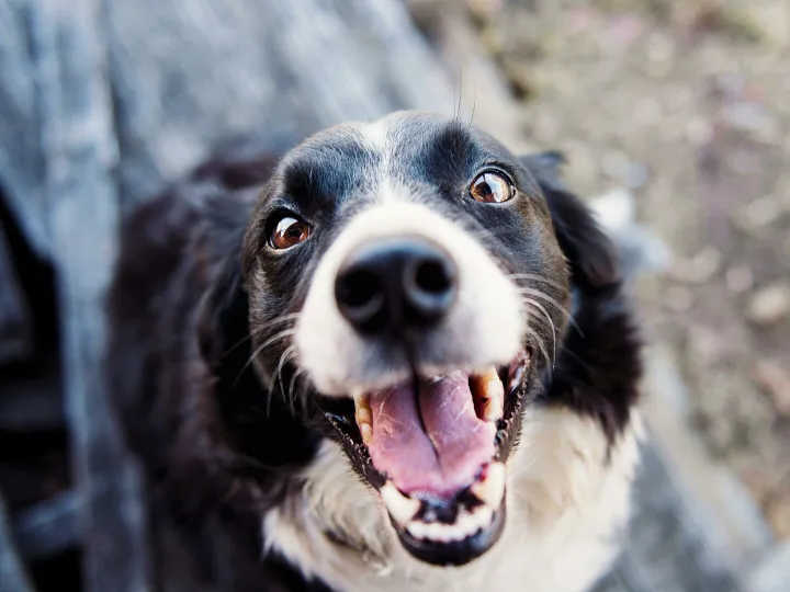Playful Border Collie looking up with a joyful expression and tongue out.