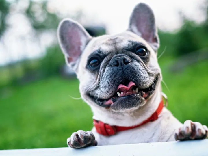 Happy French Bulldog with red collar enjoying a sunny day outdoors.