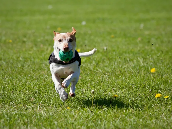 A cute dog joyfully running with a ball in a grassy field, exuding playful energy.