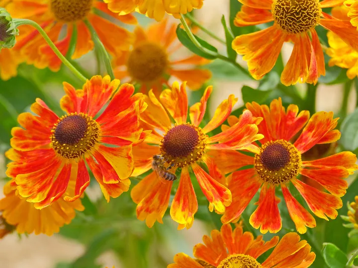 helenium