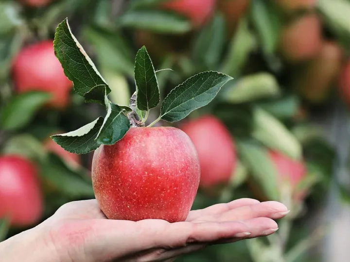 Apple, red, hand, apple plantation, yummy, fruit, vitamins, fresh, nature, healthy, ripe, pome fruit family, orchards, trees, fruit trees, fall, harvest, harvested, give, proffering, to hand over, apple harvest, present, keep, show, offer, apple, apple, a