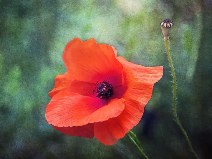 Poppy, wildflower, red, remembrance, bright