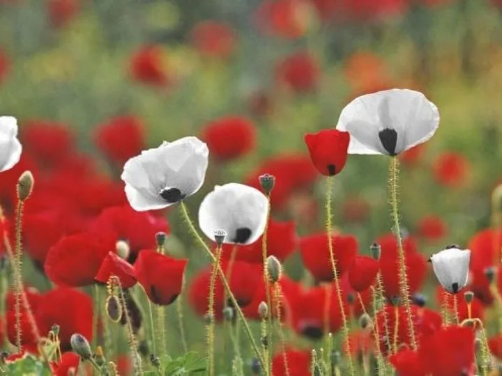 Poppy For Peace