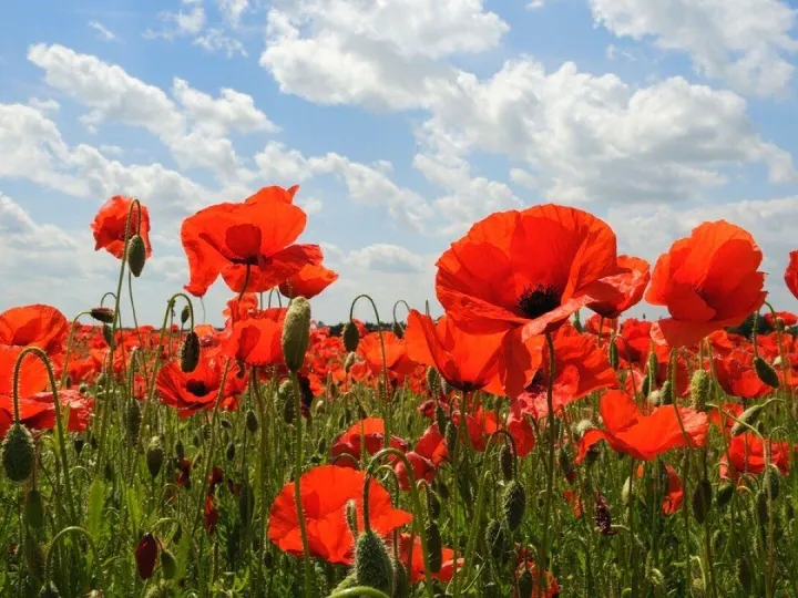 Remembrance  Sunday worship service