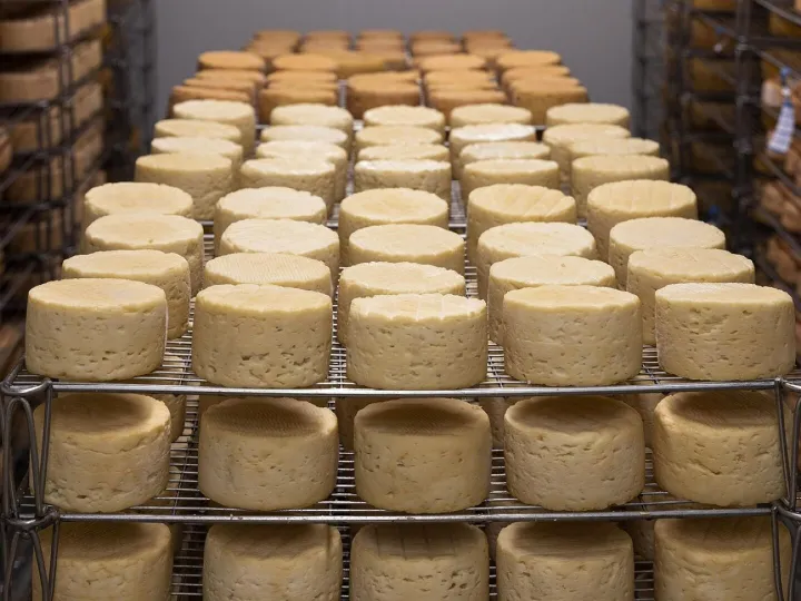 Cheese, refining, milk, farm, cow, agriculture