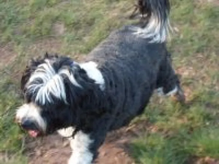 Pheasant Inn walk 2015