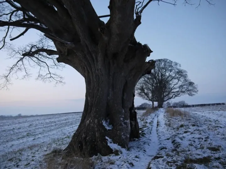 Oxheys Sycamore
