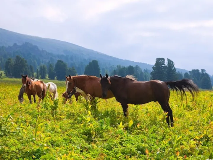 horses on mountains meadow