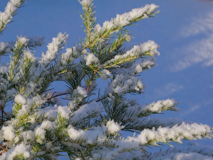 # After The Snow F8989