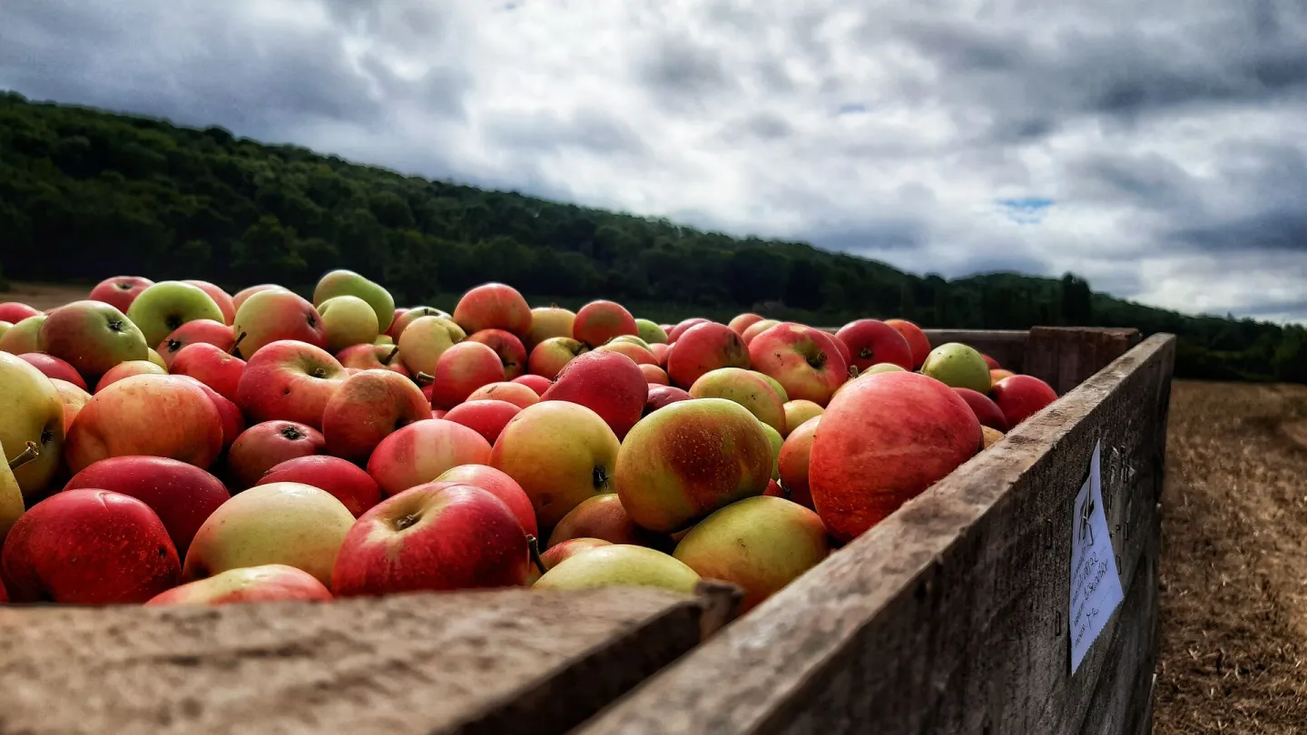 Crate of apples
